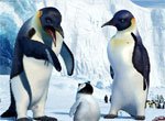 pingvin-v-zapolyare