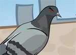 shkodlivyj-golub